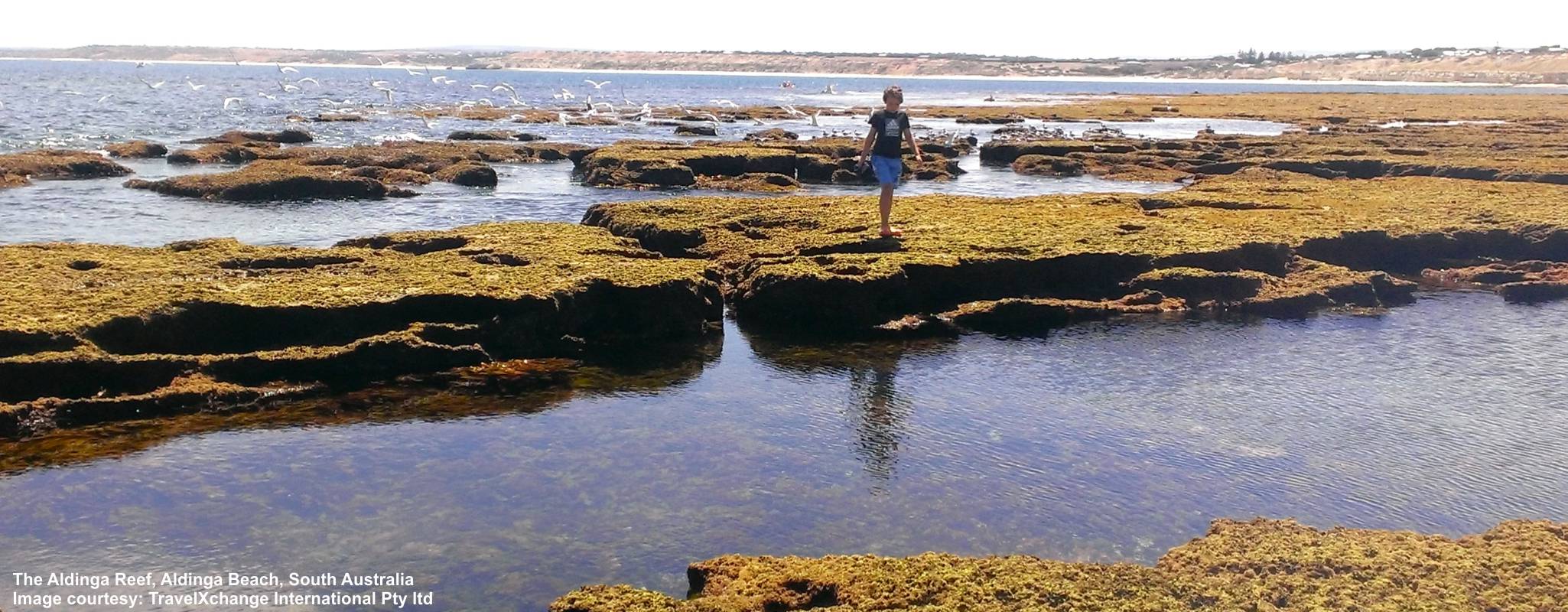 Aldinga image
