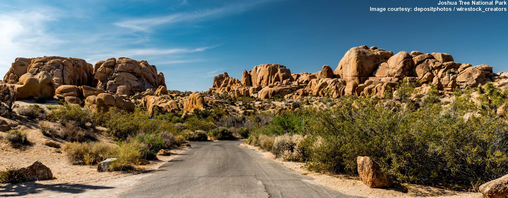 Joshua Tree image
